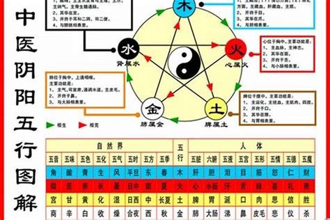 鼠的五行